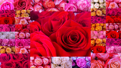 Beautiful collage (set) of multi-colored roses of different varieties close-up