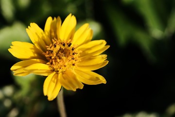 Jacobaea vulgaris , ragwort, common ragwort , stinking willie, tansy ragwort, benweed