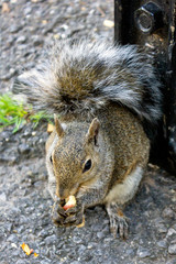 gray squirrel close view eats nut on in the park