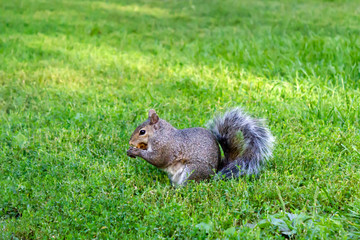 gray squirrel eats nut on the grass during the summer