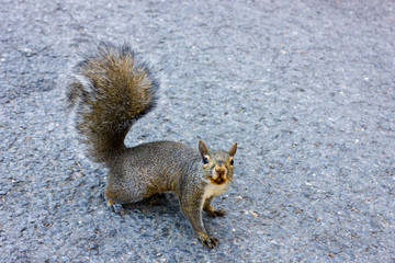 gray squirrel in the park asks for a treat