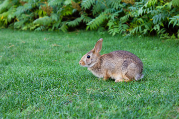 Easter gray rabbit bunny in the park