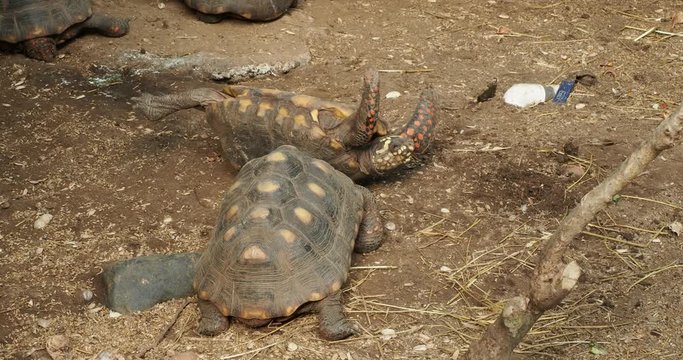 Red-footed turtle turned upside down. Others are trying to help it back on its feet 