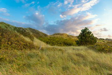 Fototapeta na wymiar Dune landscape on the beach of St Peter-Ording
