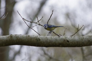 Mésange bleue