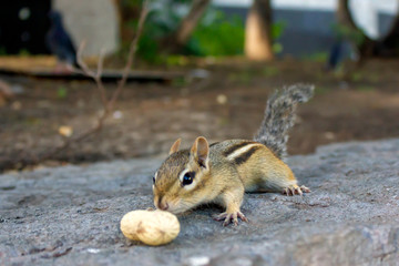 small cute chipmunk came to eat the peanut