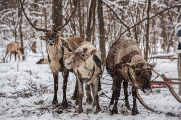 Three deer harnessed to a sled