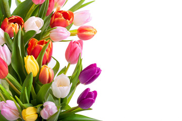 Multicolored tulips on a white background. Bouquet of spring flowers. Isolate on white background