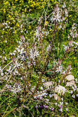 Many people call spring Cyprus a Paradise on earth. Flowers cover the mountain slopes, trees and green lawns. This beauty can be repeated only next spring.         