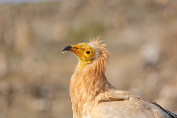 Egyptian Vulture (Neophron percnopterus), Socotra island