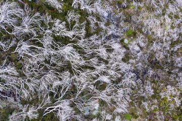 White dry Dead trees forest on the route Pico Areeiro - Pico Ruivo, Madeira Island, Portugal. Top drone aerial View.
