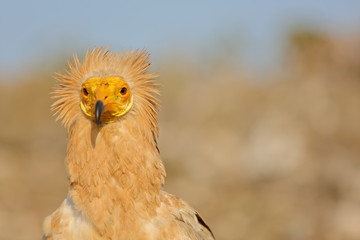 Egyptian Vulture (Neophron percnopterus), Socotra island
