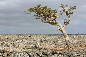 Boswellia - frankincense tree - Socotra island - 331962253