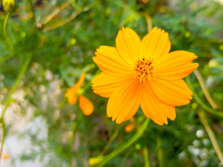 Yellow Star Yellow Flower.