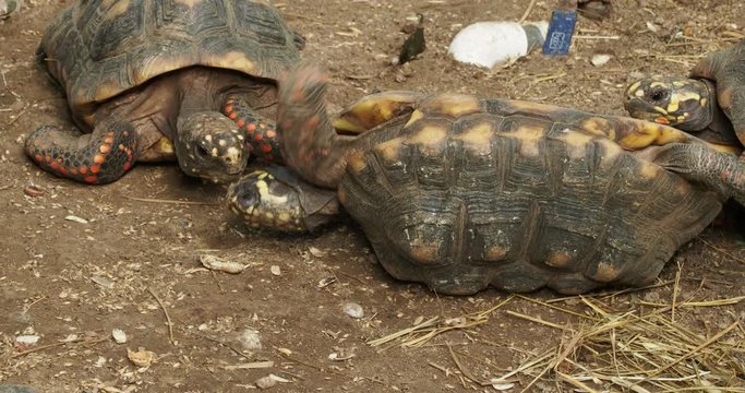 Red-footed turtle turned upside down. Others are trying to help it back on its feet 