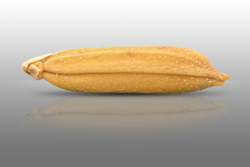 Rice grains on a white background