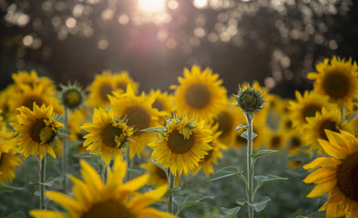 field of sunflowers