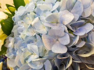 Purple Hydrangea flower