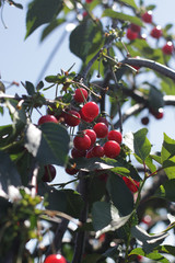Sweet cherry red berries on a tree branch close up.