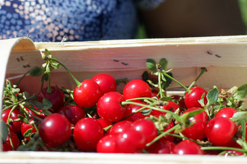 Basket with cherry close up on table in garden