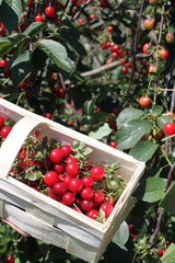 Basket with cherry close up on table in garden
