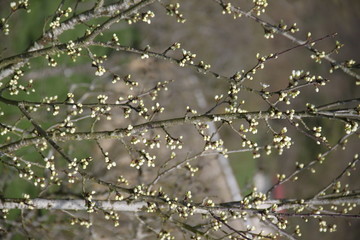 Mirabelle plums tree white flowering branch