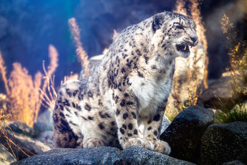Schneeleopard auf einem Felsen mit Lightflares