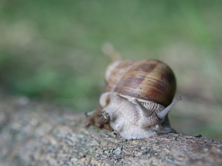 Helix pomatia, common names of the Roman snail, Burgundy snail, edible snail or escargot, is a species of the Helicidae family. Helix pomatia mollusk in nature.