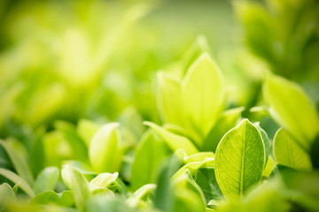Obraz premium Amazing nature view of green leaf on blurred greenery background in garden and sunlight with copy space using as background natural green plants landscape, ecology, fresh wallpaper concept.