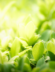 Amazing nature view of green leaf on blurred greenery background in garden and sunlight with copy space using as background natural green plants landscape, ecology, fresh wallpaper concept.