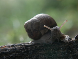 Helix pomatia, common names of the Roman snail, Burgundy snail, edible snail or escargot, is a species of the Helicidae family. Helix pomatia mollusk in nature.