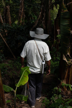 Cafetero colombiano trabajando