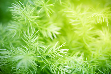 Amazing nature view of green leaf on blurred greenery background in garden and sunlight with copy space using as background natural green plants landscape, ecology, fresh wallpaper concept.