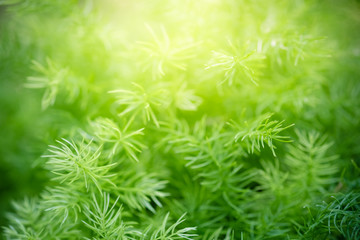 Amazing nature view of green leaf on blurred greenery background in garden and sunlight with copy space using as background natural green plants landscape, ecology, fresh wallpaper concept.