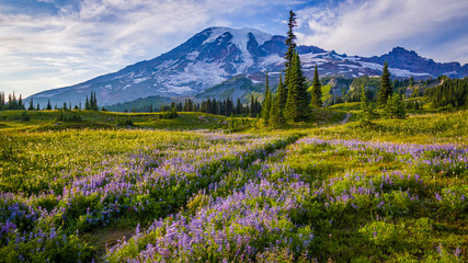 Mount Rainier national park, Washington st 