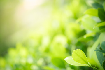 Amazing nature view of green leaf on blurred greenery background in garden and sunlight with copy space using as background natural green plants landscape, ecology, fresh wallpaper concept.