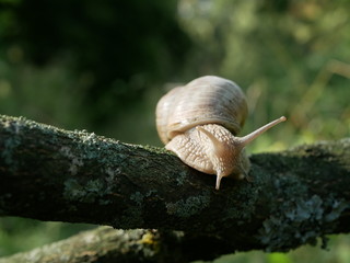 Helix pomatia, common names of the Roman snail, Burgundy snail, edible snail or escargot, is a...