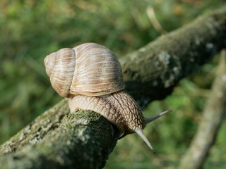 Helix pomatia also Roman snail, Burgundy snail, edible snail or escargot, is a species of large, edible, air-breathing land snail, a terrestrial pulmonate gastropod mollusk in the family Helicidae.