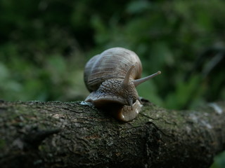 Helix pomatia also Roman snail, Burgundy snail, edible snail or escargot, is a species of large, edible, air-breathing land snail, a terrestrial pulmonate gastropod mollusk in the family Helicidae.