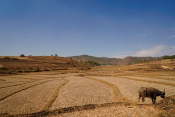 Obraz premium campi in Birmania