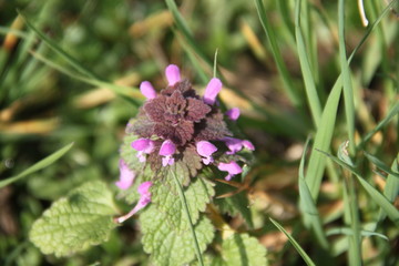 Violet purple Ajuga reptans wild meadow flower