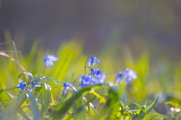 closeup blue snowdrop Scilla flowers in a spring forest