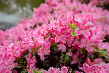 Close up lovely pink flowers for background and wallpaper , copy space , texture