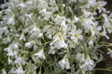 Cute small white flowers for background , wallpaper , copy space