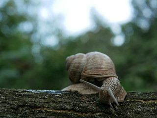 Helix pomatia also Roman snail, Burgundy snail, edible snail or escargot, is a species of large, edible, air-breathing land snail, a terrestrial pulmonate gastropod mollusk in the family Helicidae.