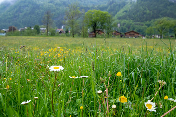 Cute small white flowers in fresh green field for background, copy space, wallpaper