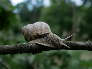 Helix pomatia, common names of the Roman snail, Burgundy snail, edible snail or escargot, is a species of the Helicidae family. Helix pomatia mollusk in nature.