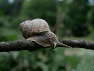 Helix pomatia also Roman snail, Burgundy snail, edible snail or escargot, is a species of large, edible, air-breathing land snail, a terrestrial pulmonate gastropod mollusk in the family Helicidae.