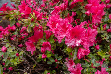 Fresh elegant red flowers for background and wallpaper , copy space