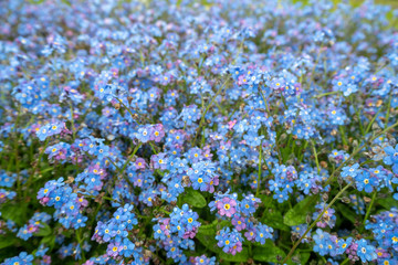 Naklejka premium Close up pretty small blue flowers in fresh green field for background, copy space, wallpaper